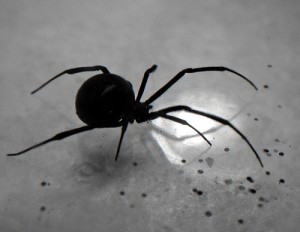 black widow spider good mom