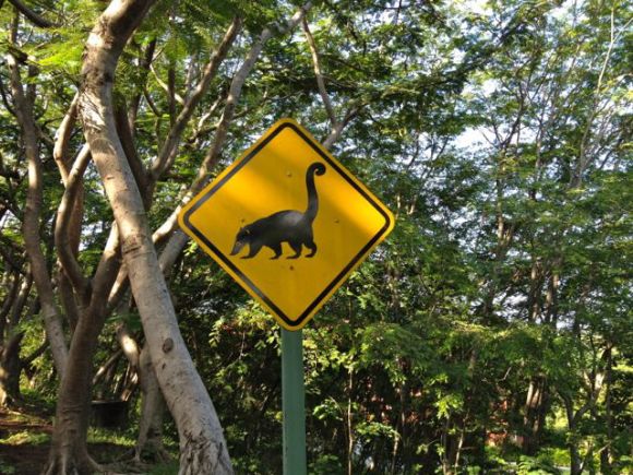 Wordless Wednesday: Pizote Crossing Wordless Wednesday: Pizote Crossing