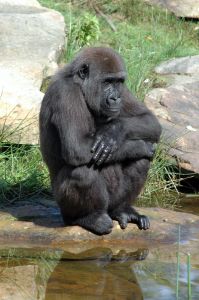 primate