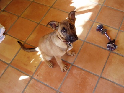I Had To Give My Dog Away frida