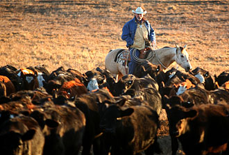 Photo by Richard Field Levine