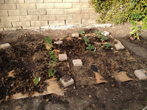Vegetable Garden Week 3 Vegetable Garden Week 3