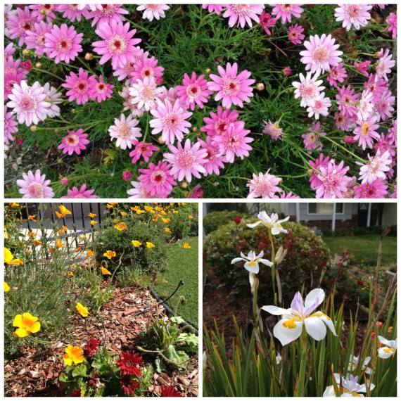 lake lindero spring flowers
