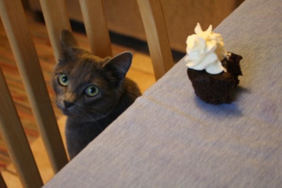 cupcakes with kitten