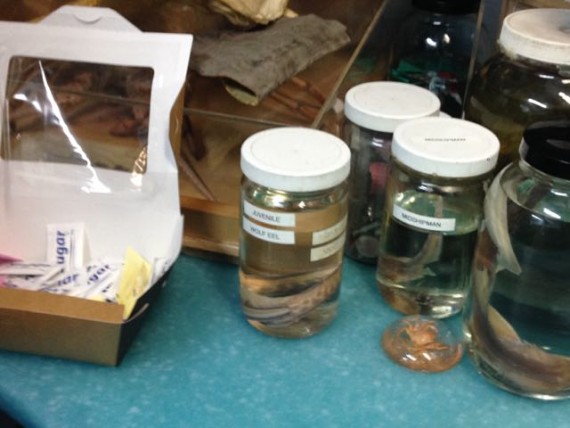 santa monica pier aquarium snacks