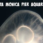 Santa Monica Pier Aquarium santa monica pier aquarium pinterest