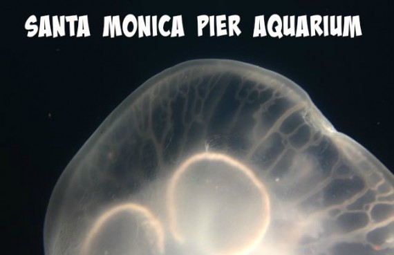 santa monica pier aquarium pinterest