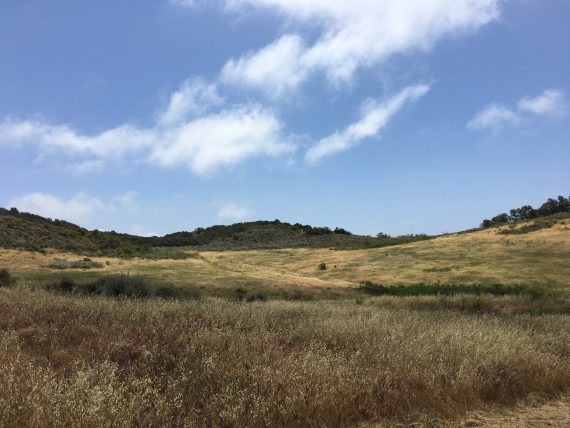 Meadow