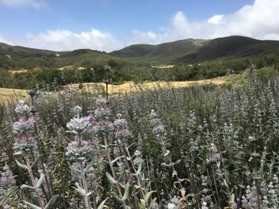 Wildflowers in meadow