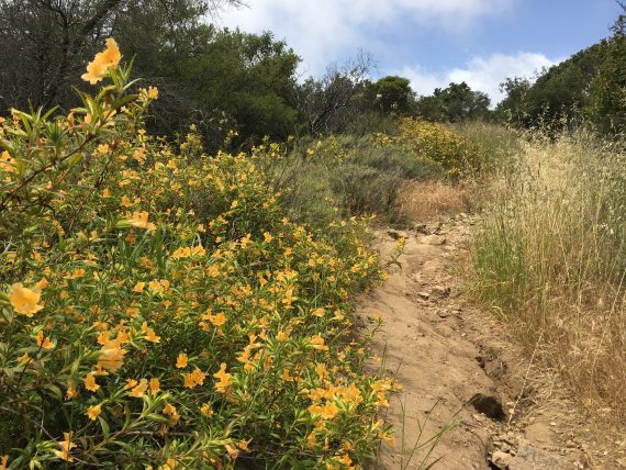 Wildflowers on trail