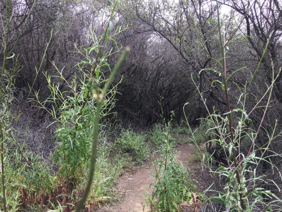 burned trees
